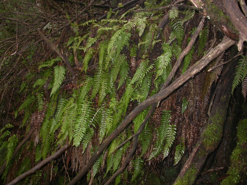 Blechnum deltoides (hero image)