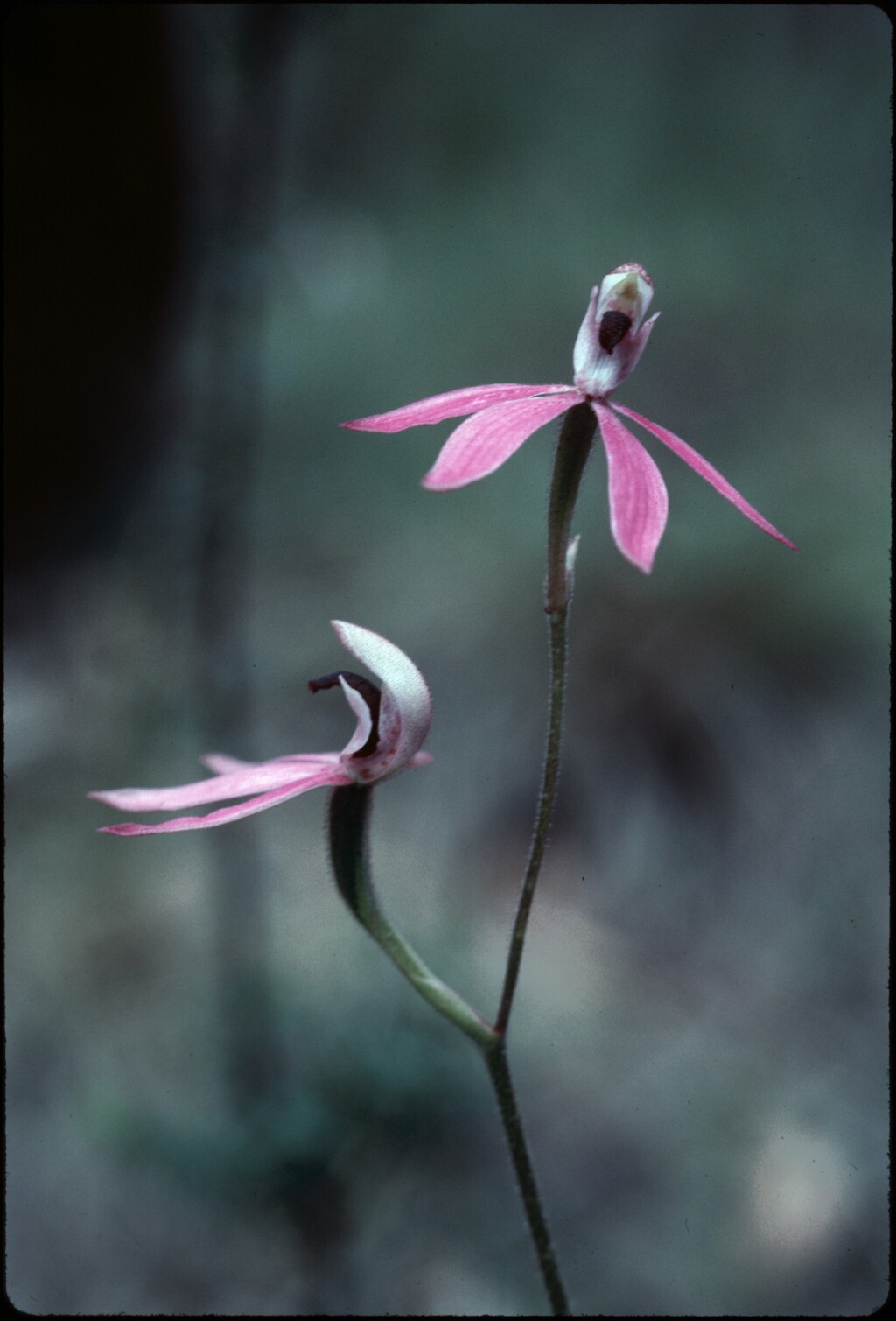 Caladenia congesta (hero image)