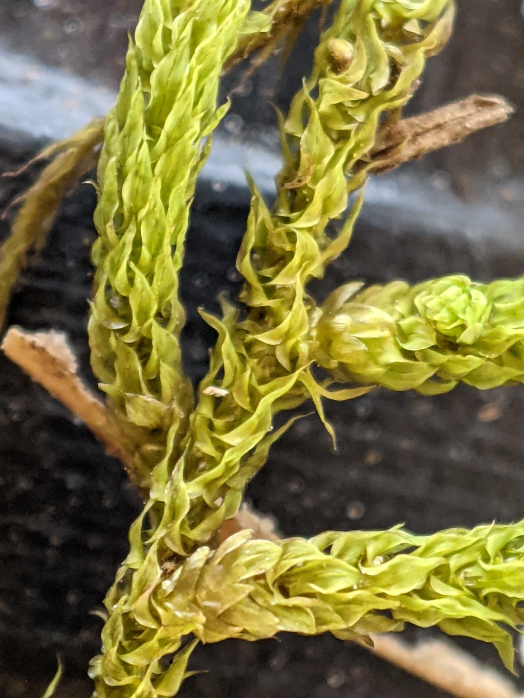 Papillaria flavolimbata (hero image)