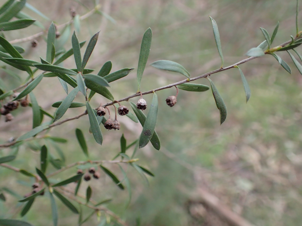 Kunzea leptospermoides (hero image)