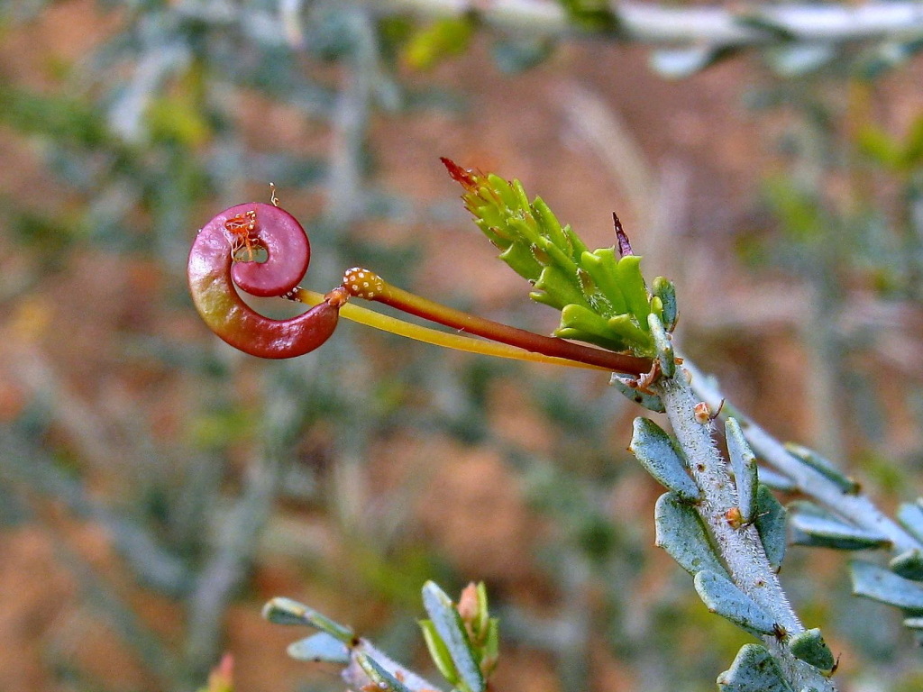 Acacia acanthoclada (hero image)