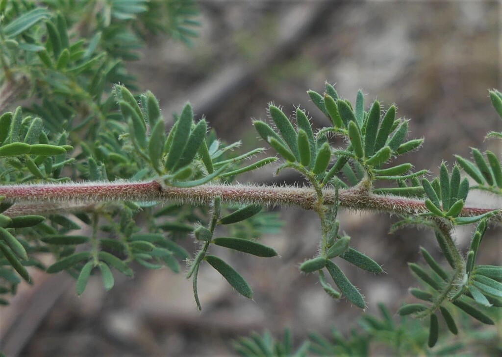 Acacia mitchellii (hero image)