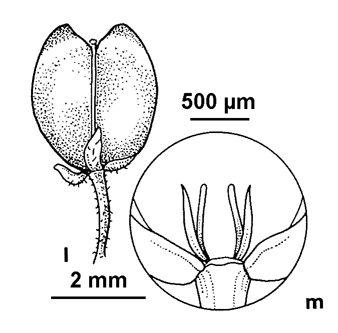 Lepidium strictum (hero image)