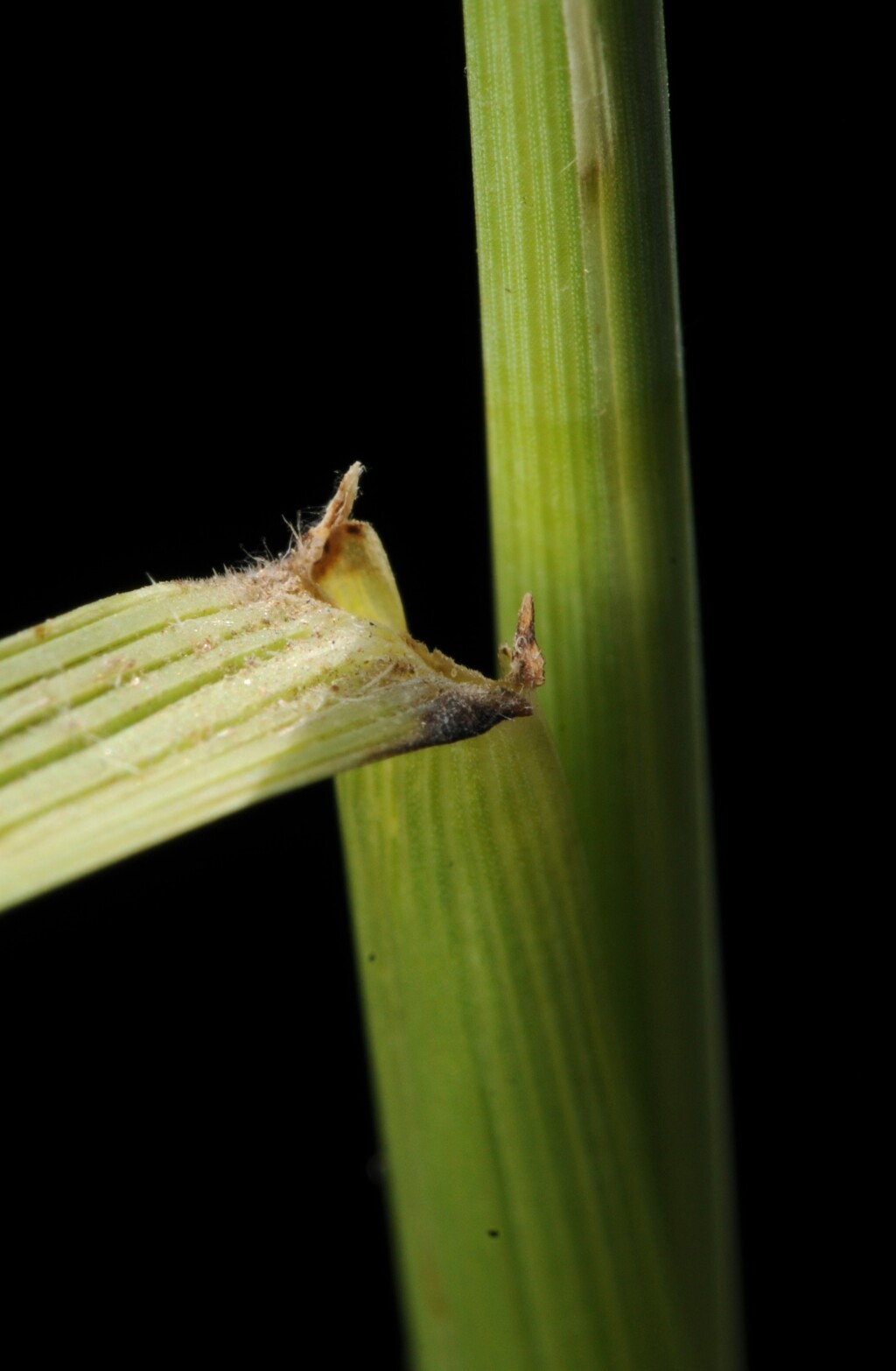 Thinopyrum obtusiflorum (hero image)