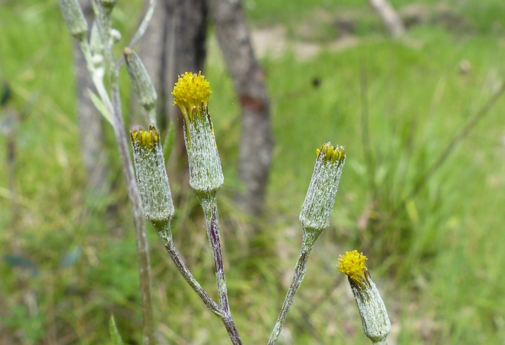 Senecio campylocarpus (hero image)