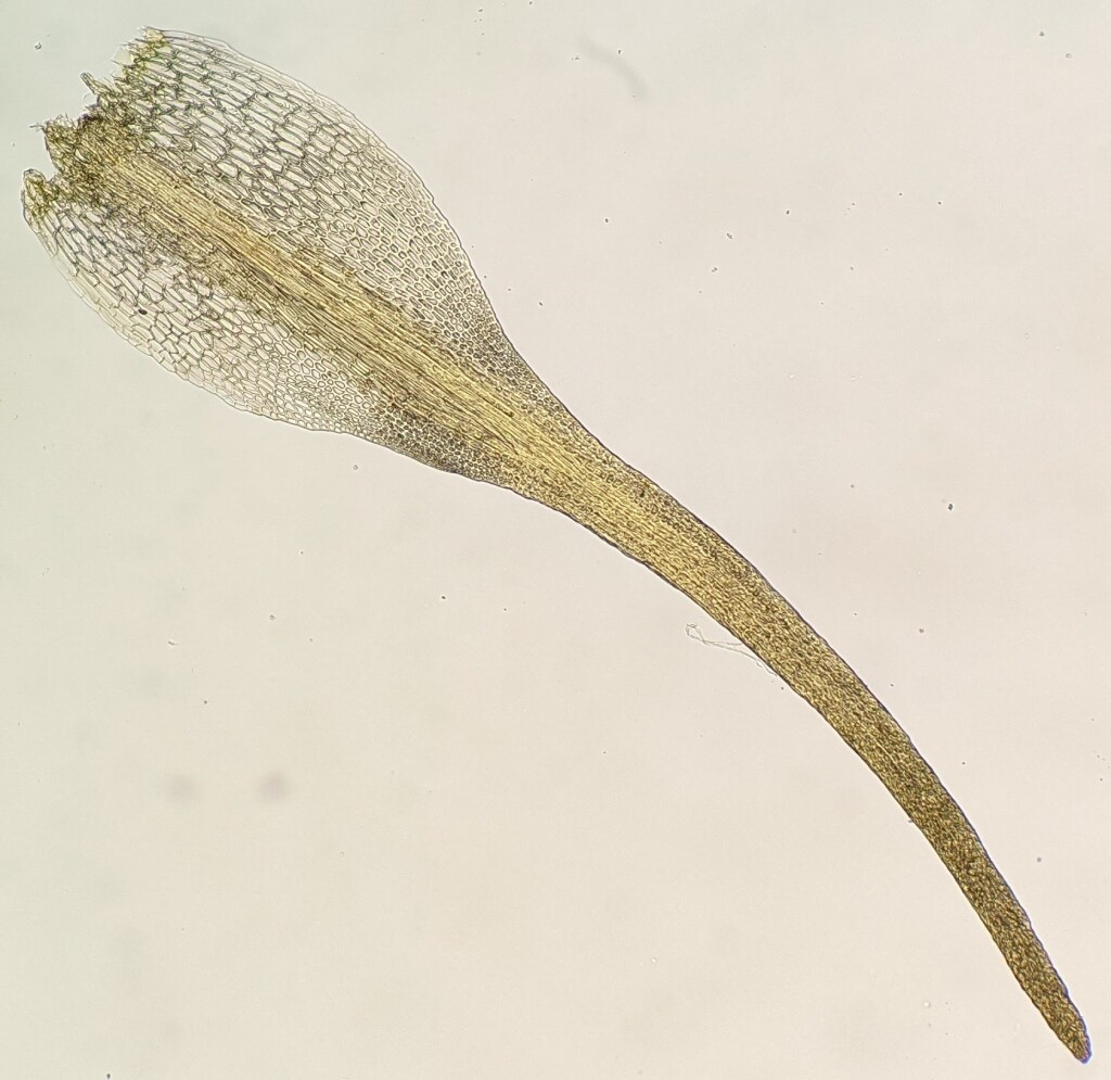 Brachydontium intermedium (hero image)