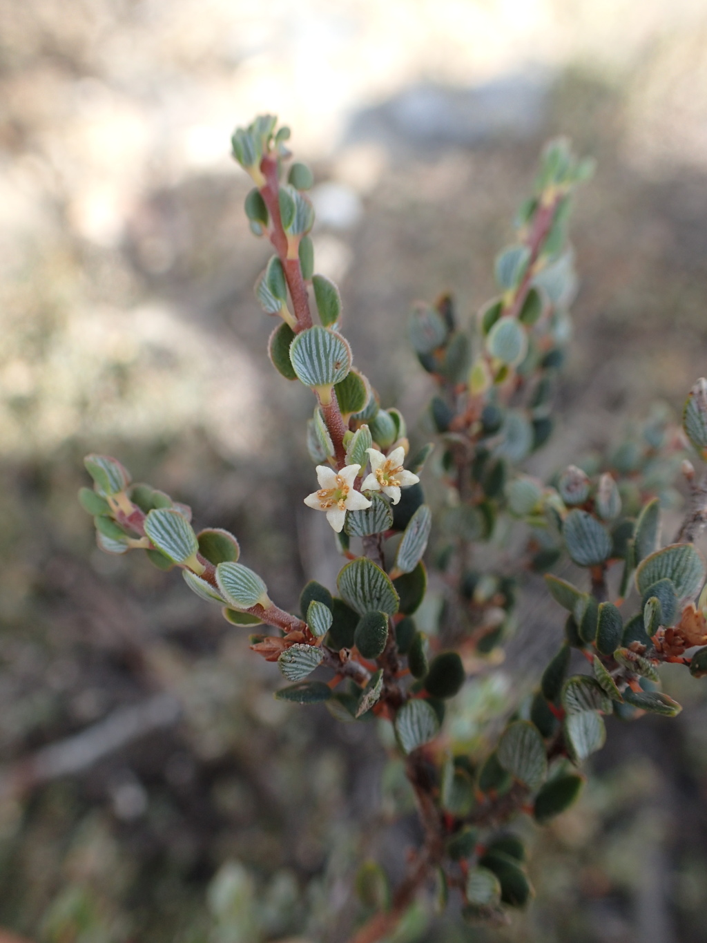 Monotoca rotundifolia (hero image)