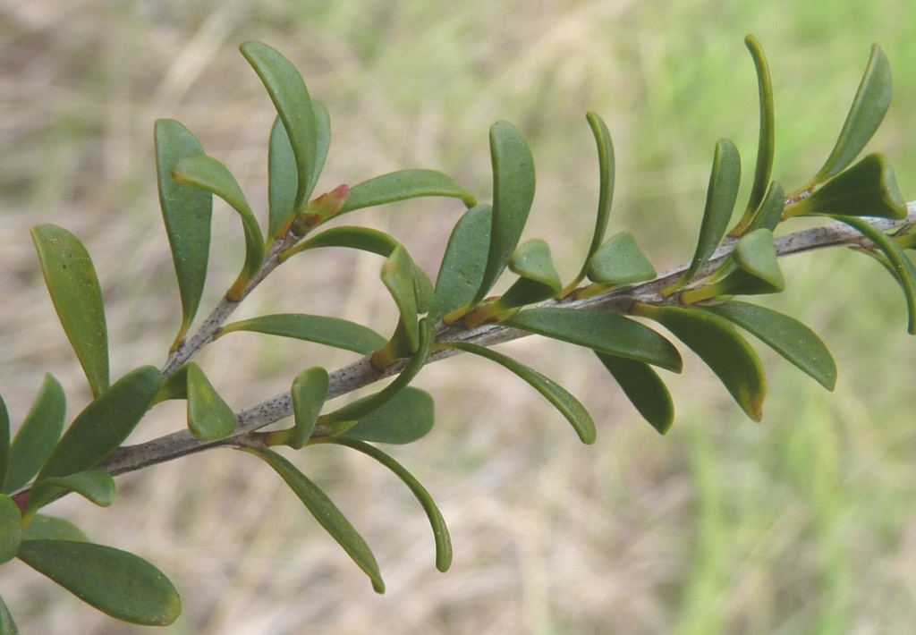 Leptospermum obovatum (hero image)