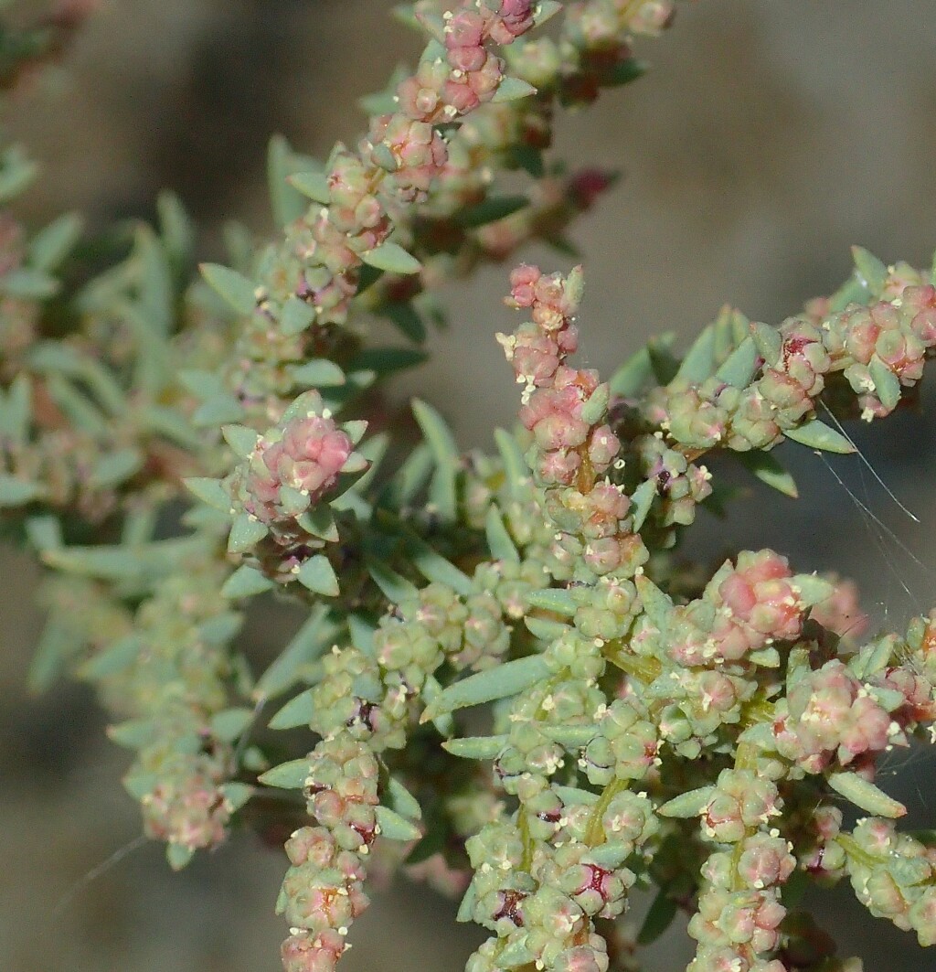 Suaeda maritima (hero image)