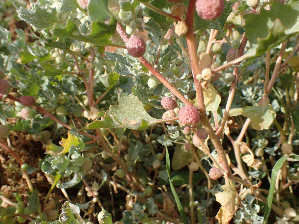 Atriplex holocarpa (hero image)