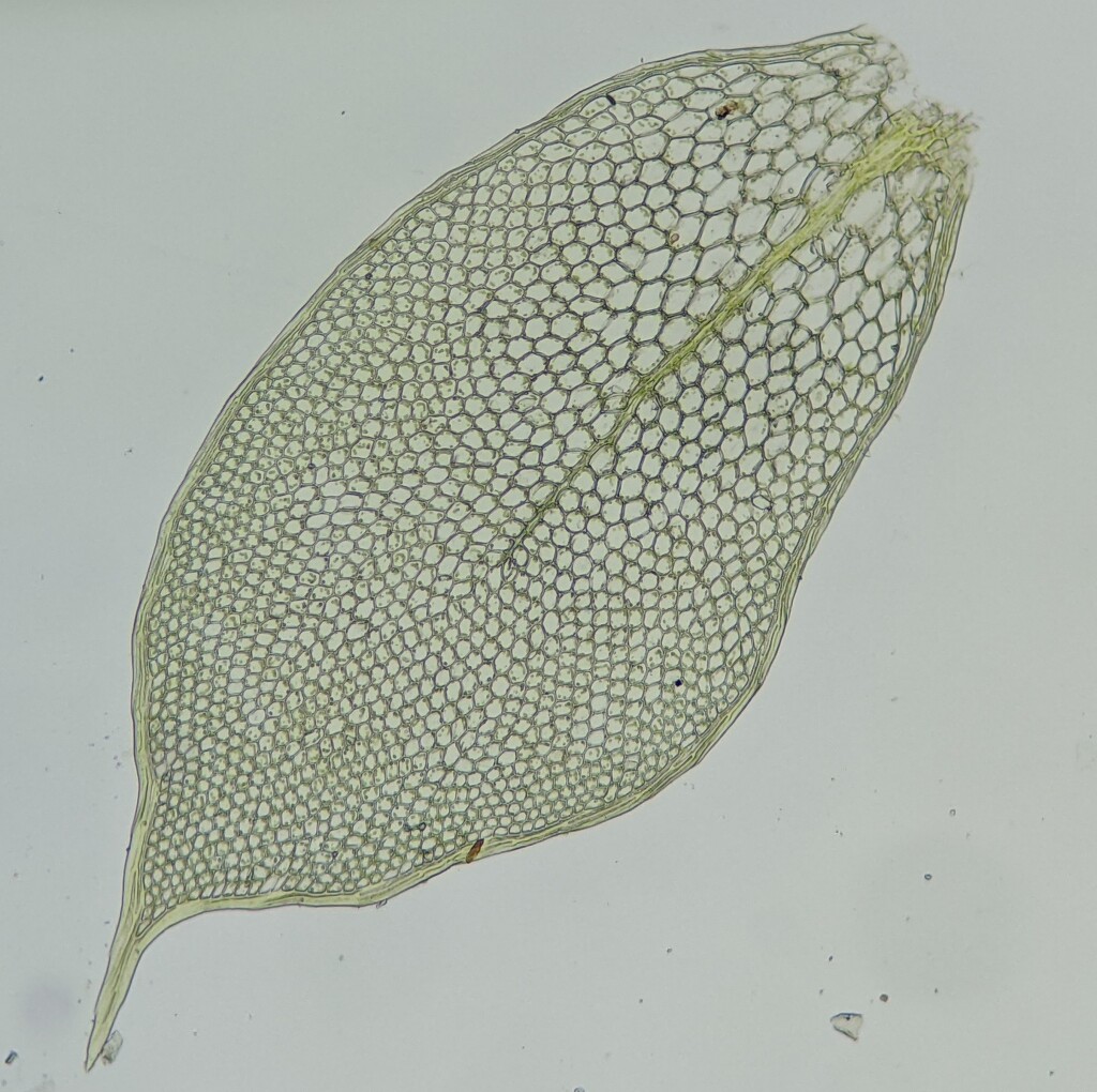 Distichophyllum crispulum (hero image)