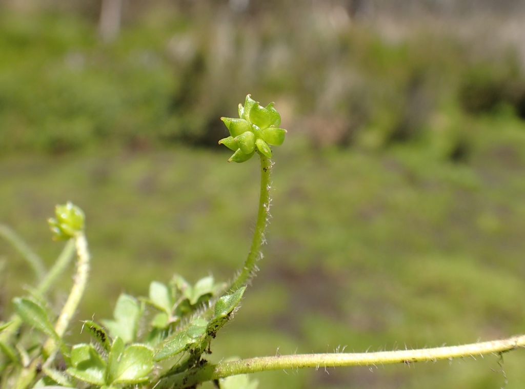 Ranunculus pimpinellifolius (hero image)