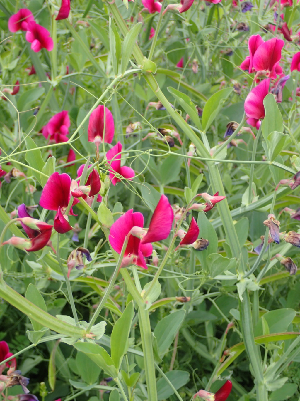 Lathyrus tingitanus (hero image)