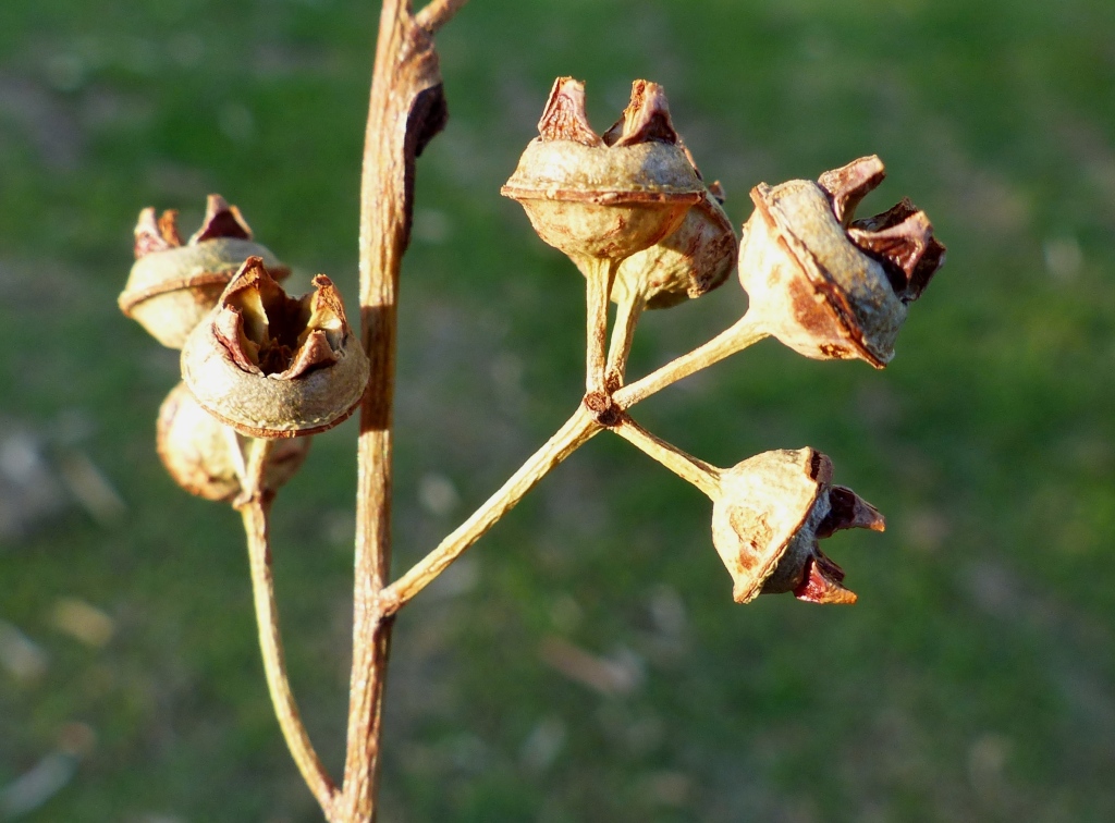 Eucalyptus camaldulensis (hero image)