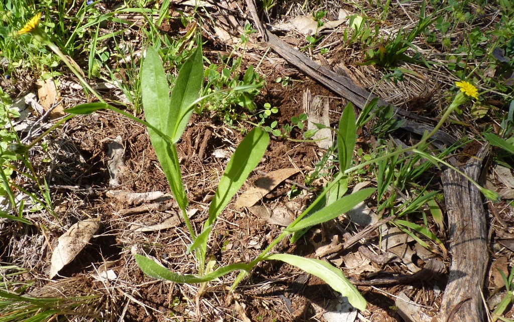 Picris barbarorum (hero image)