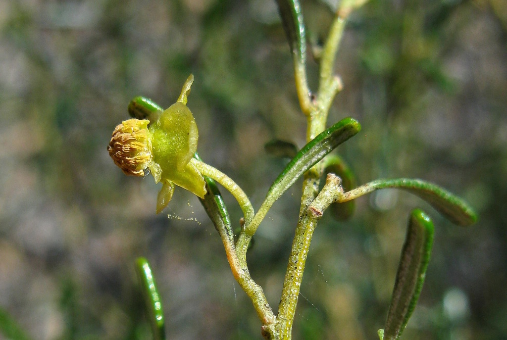Beyeria lechenaultii (hero image)