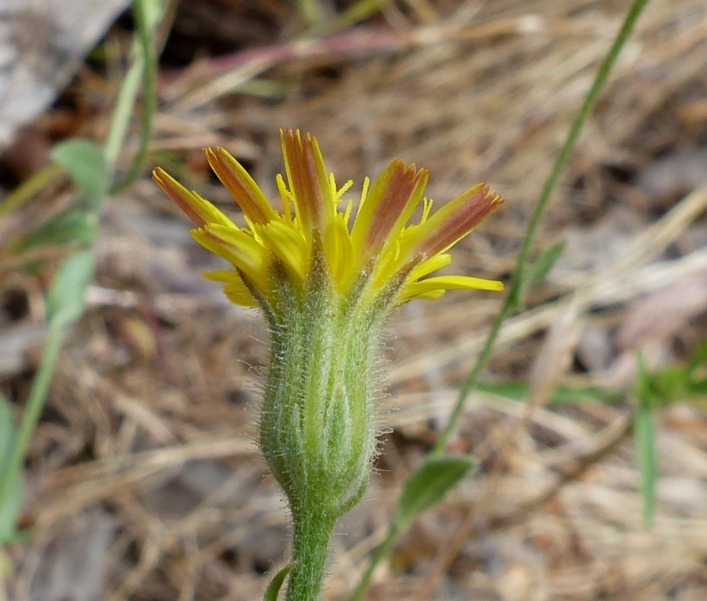 Crepis (hero image)