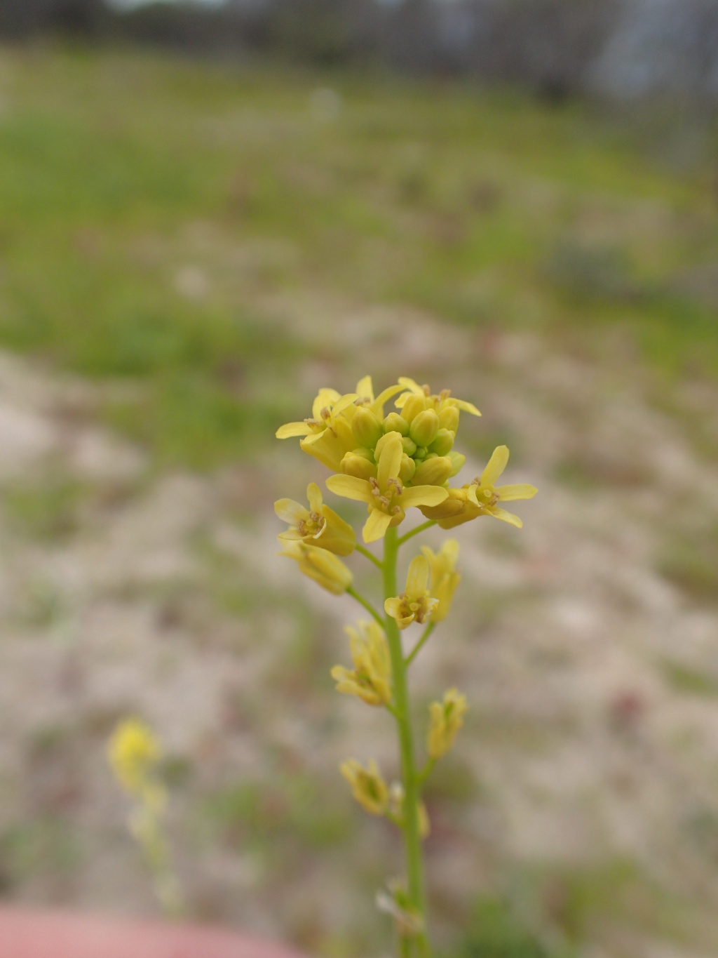 Myagrum perfoliatum (hero image)