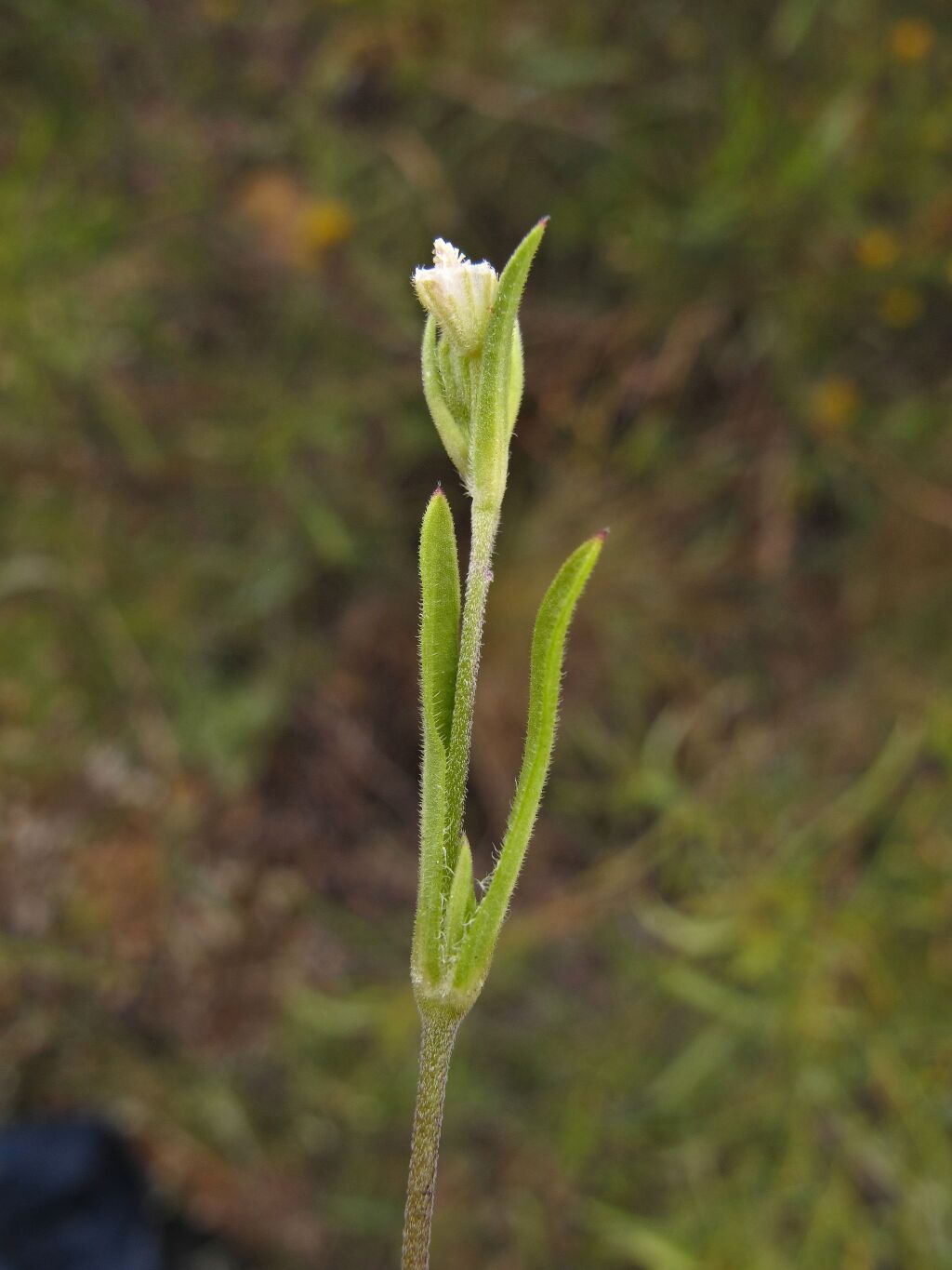 Silene apetala (hero image)