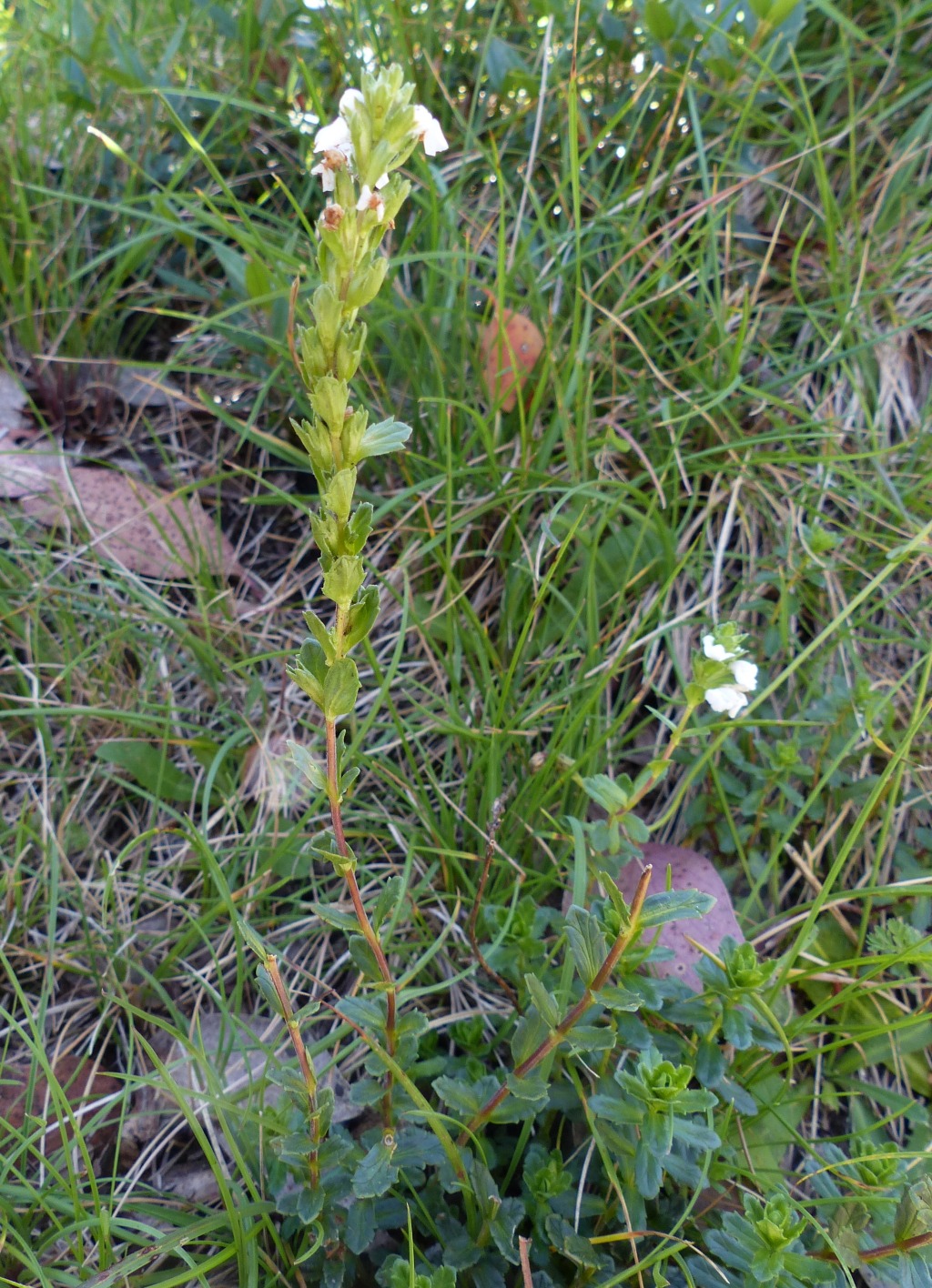 Euphrasia crassiuscula (hero image)