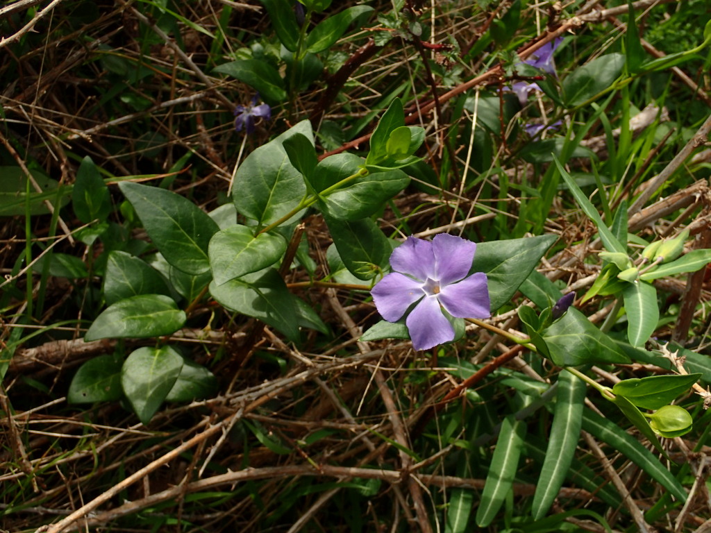 Vinca major (hero image)