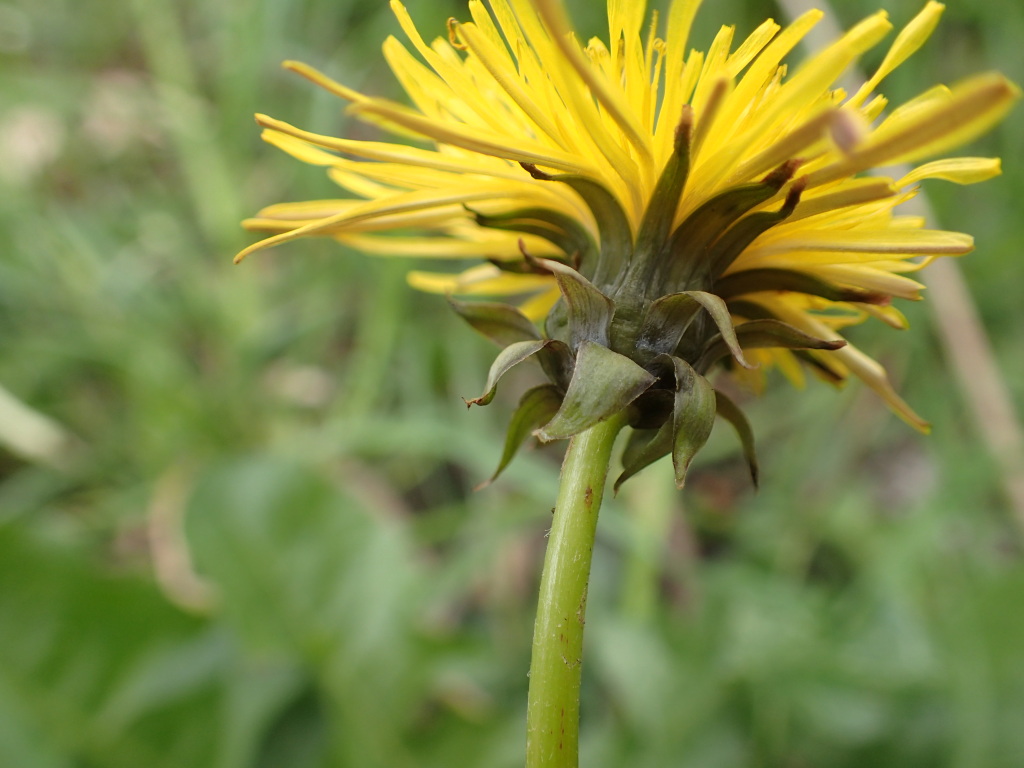 Taraxacum skanderbegii (hero image)