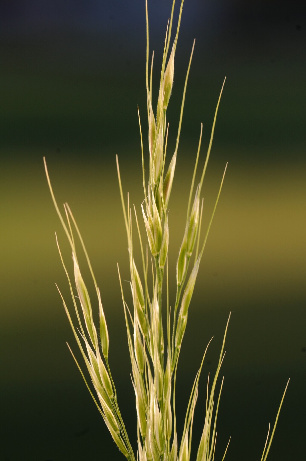 Amelichloa caudata (hero image)