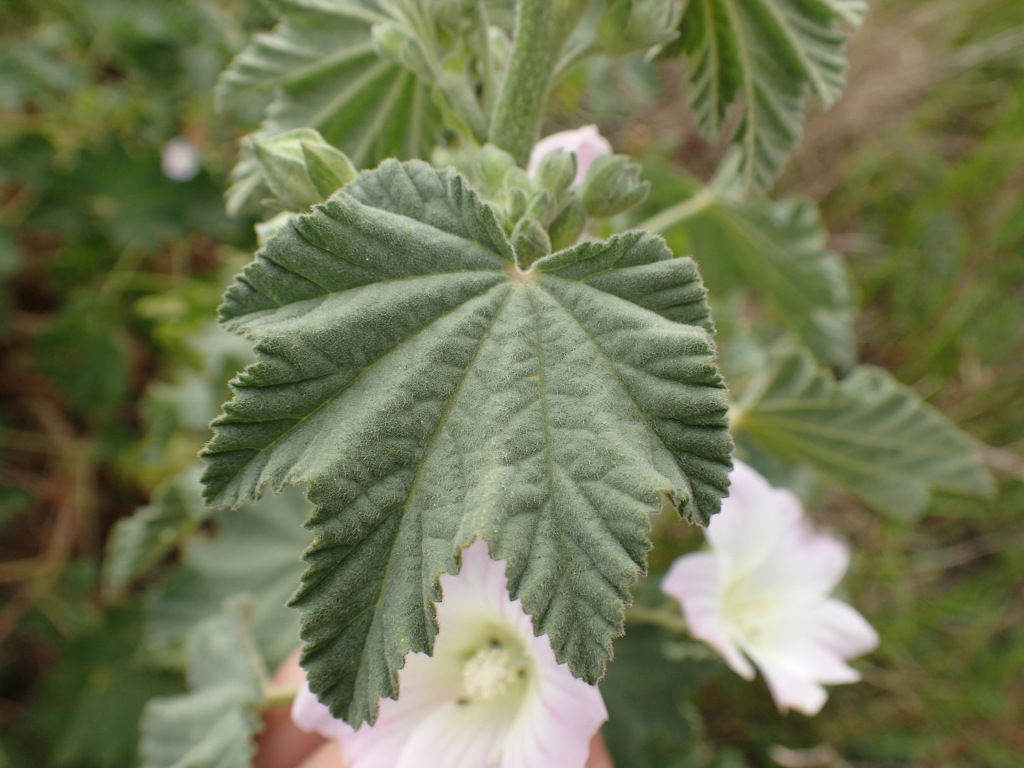 Malva preissiana (hero image)