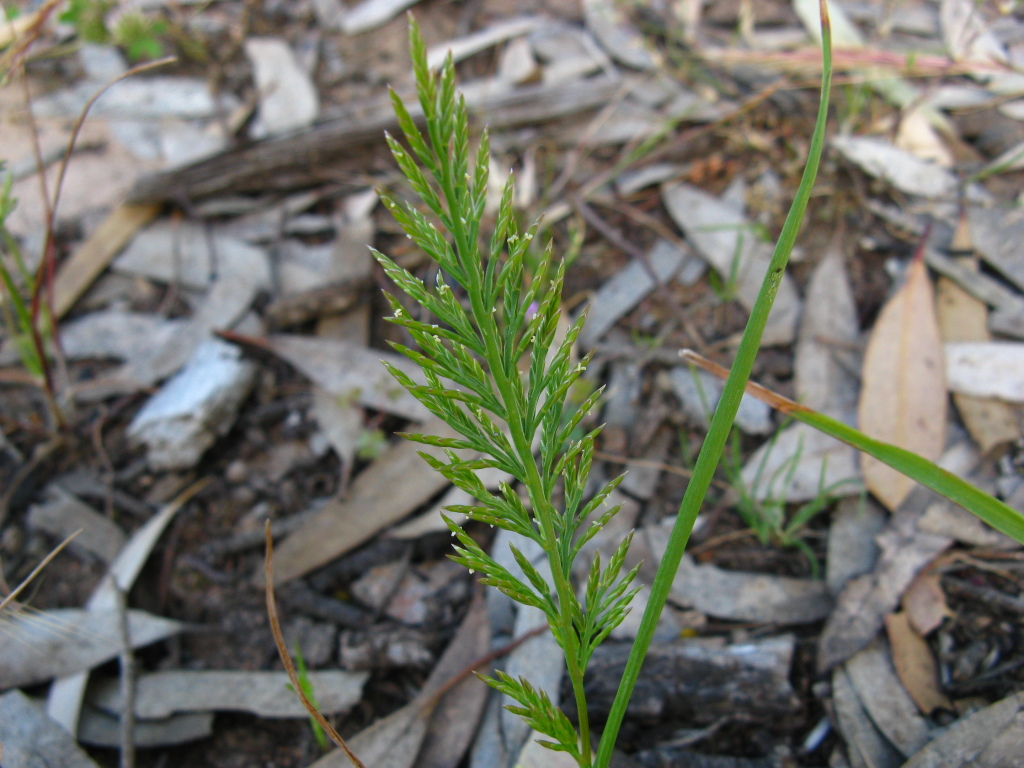 Catapodium rigidum (hero image)