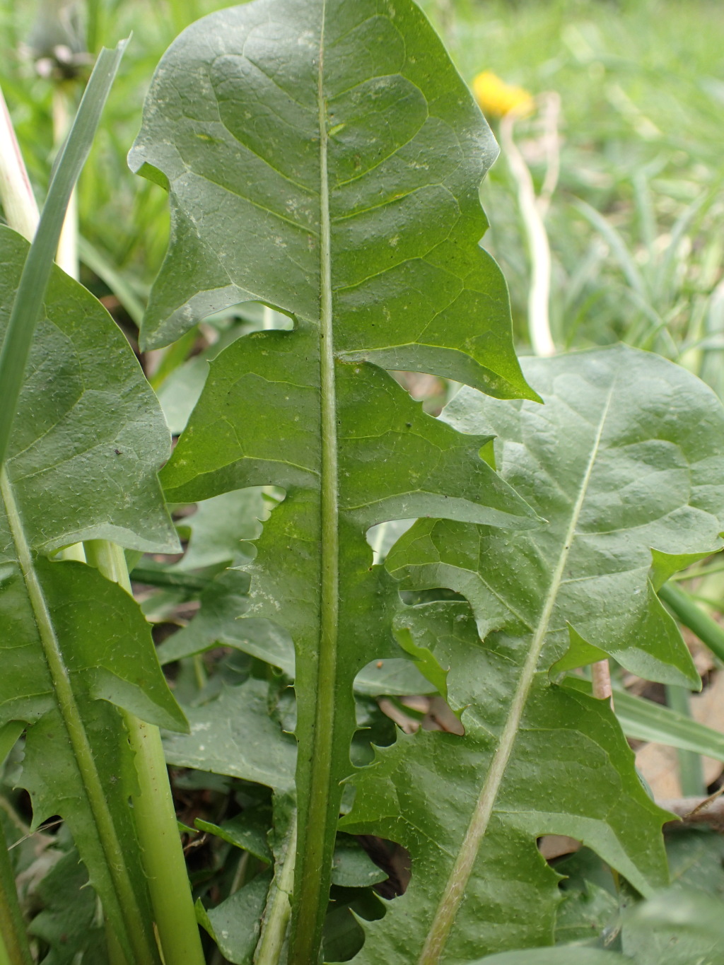 Taraxacum skanderbegii (hero image)