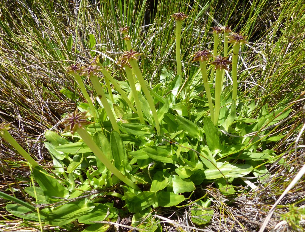 Psychrophila introloba (hero image)