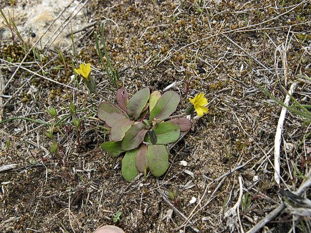 Hypochaeris glabra (hero image)