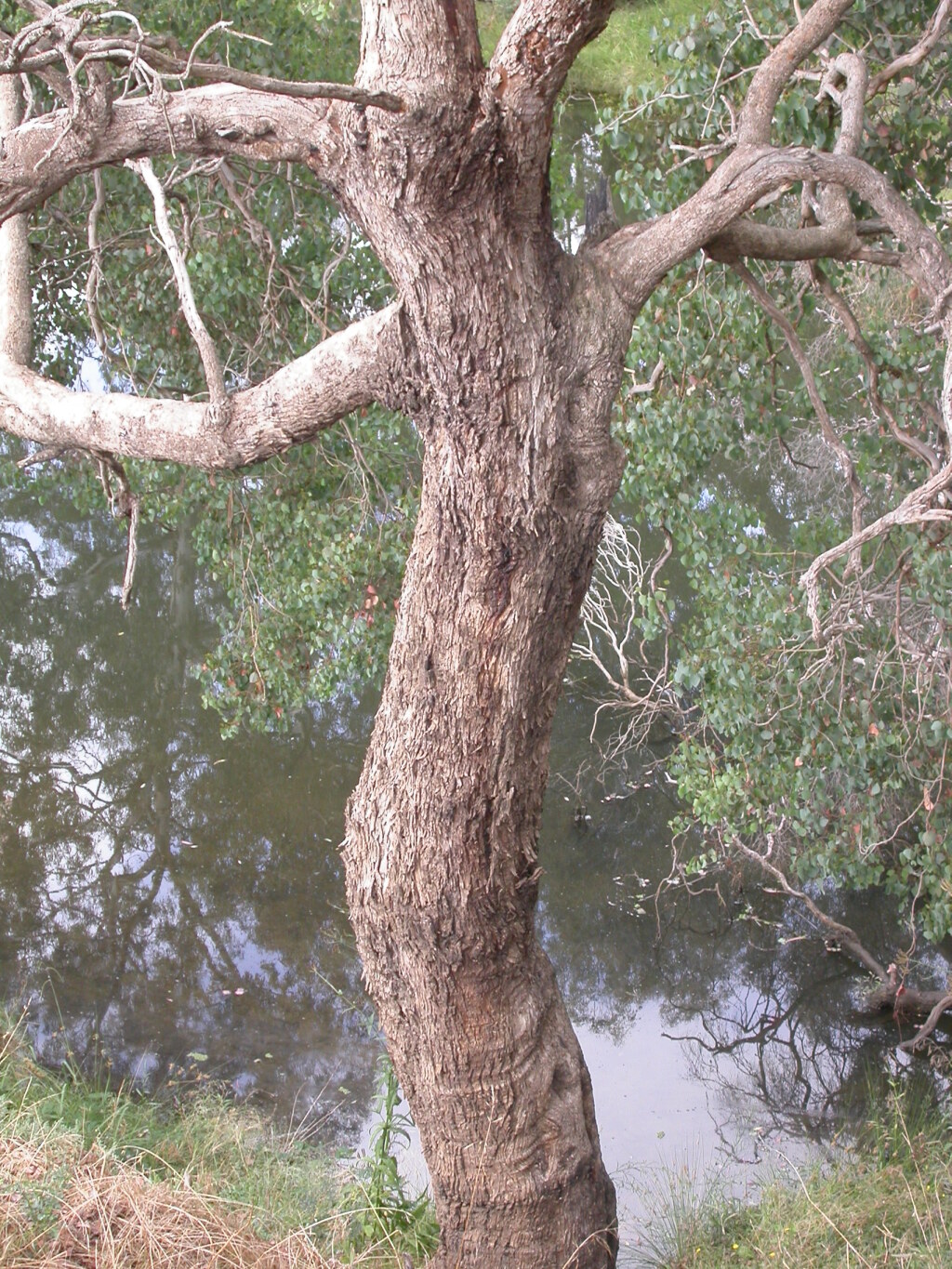 Eucalyptus baueriana subsp. thalassina (hero image)