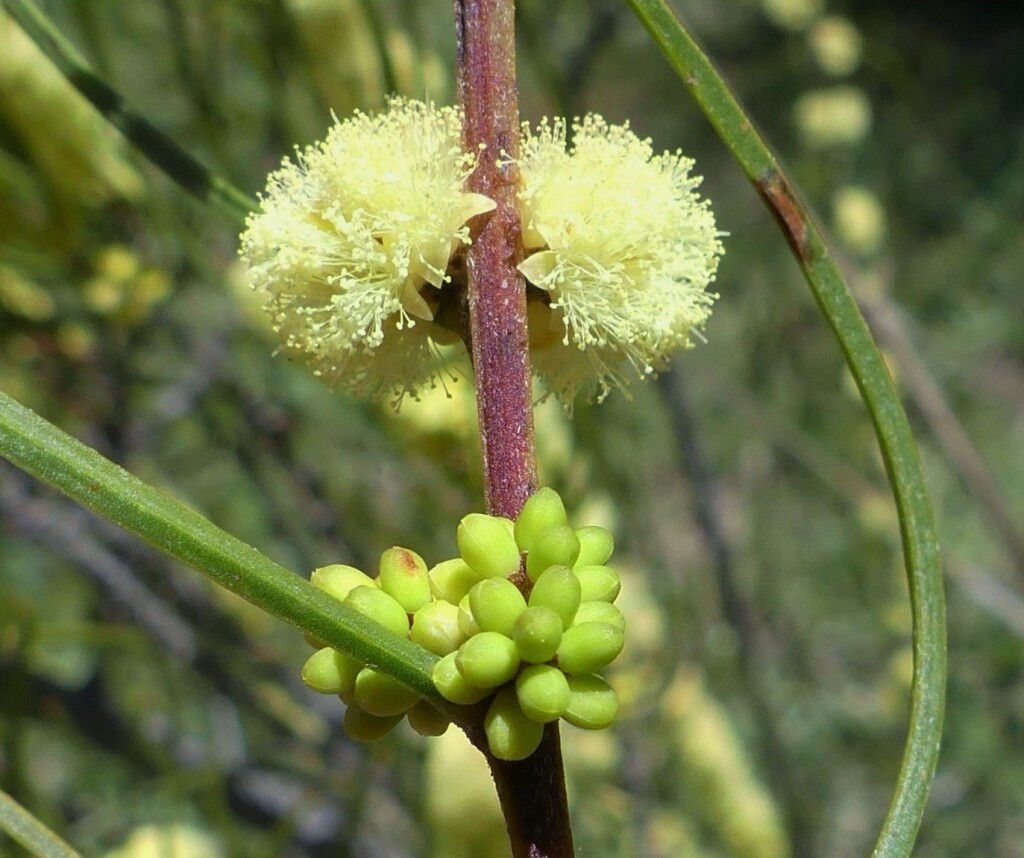 Acacia phasmoides (hero image)