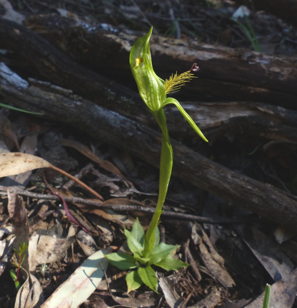 Pterostylis plumosa (hero image)
