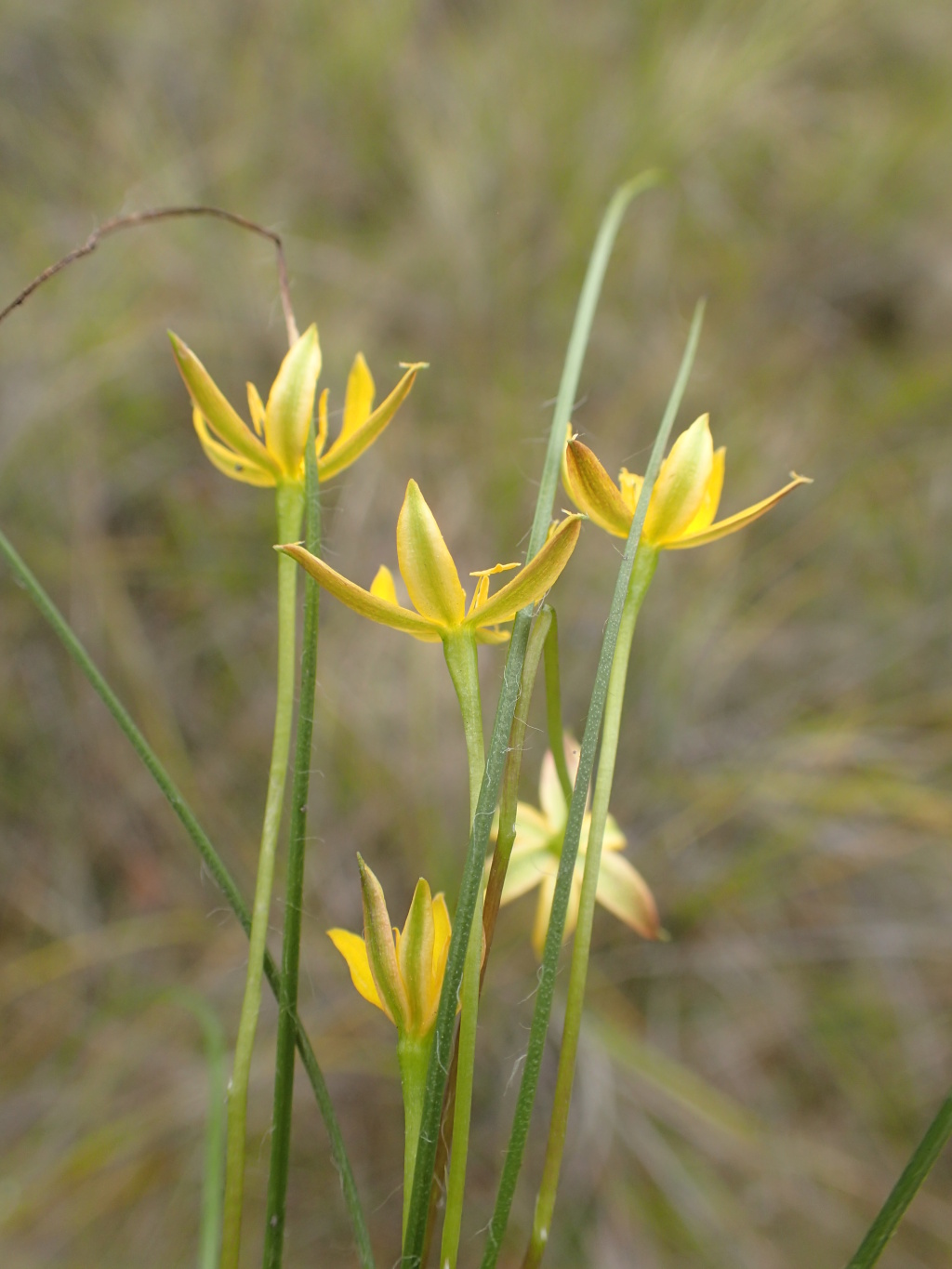 Hypoxis (hero image)