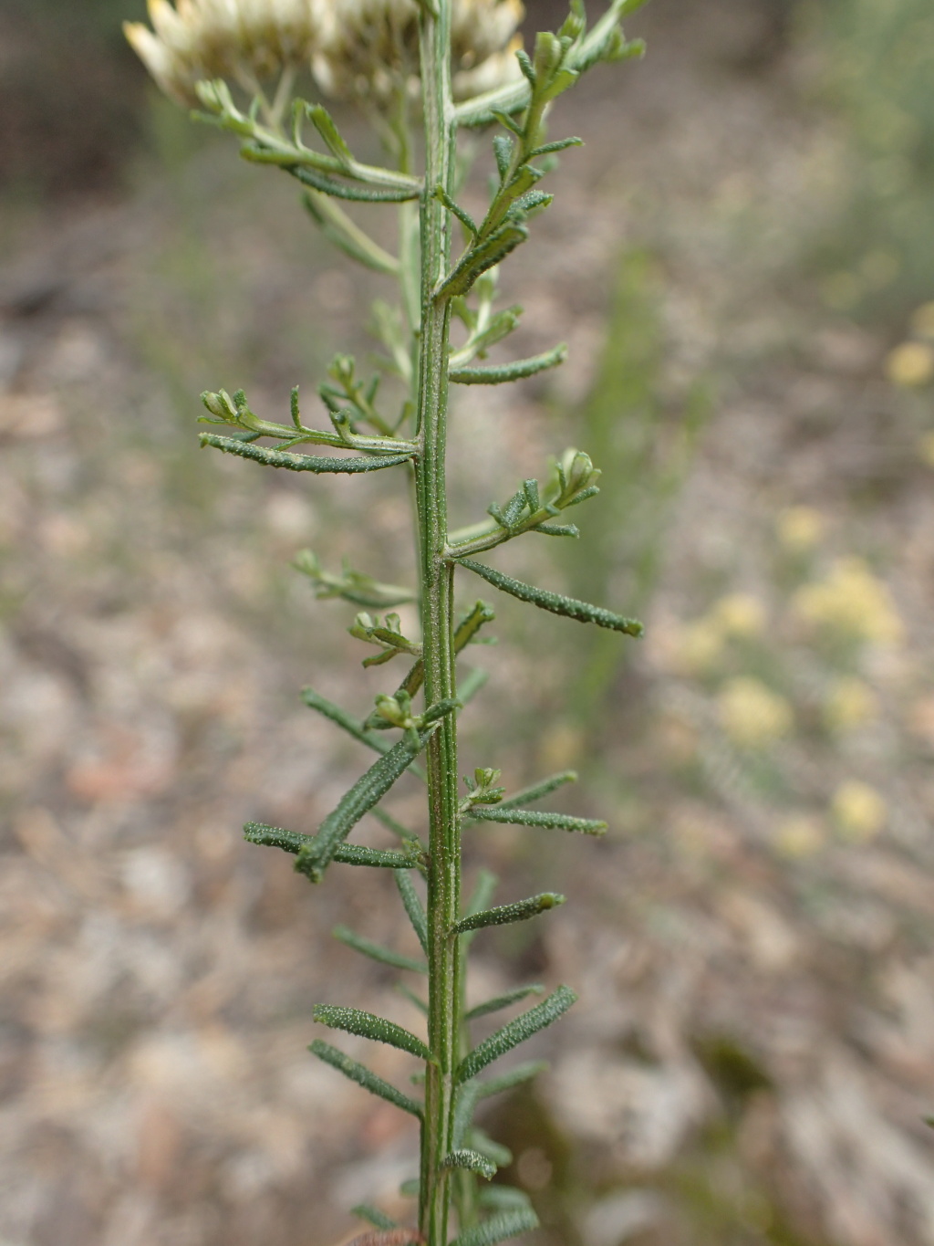 Ozothamnus retusus (hero image)