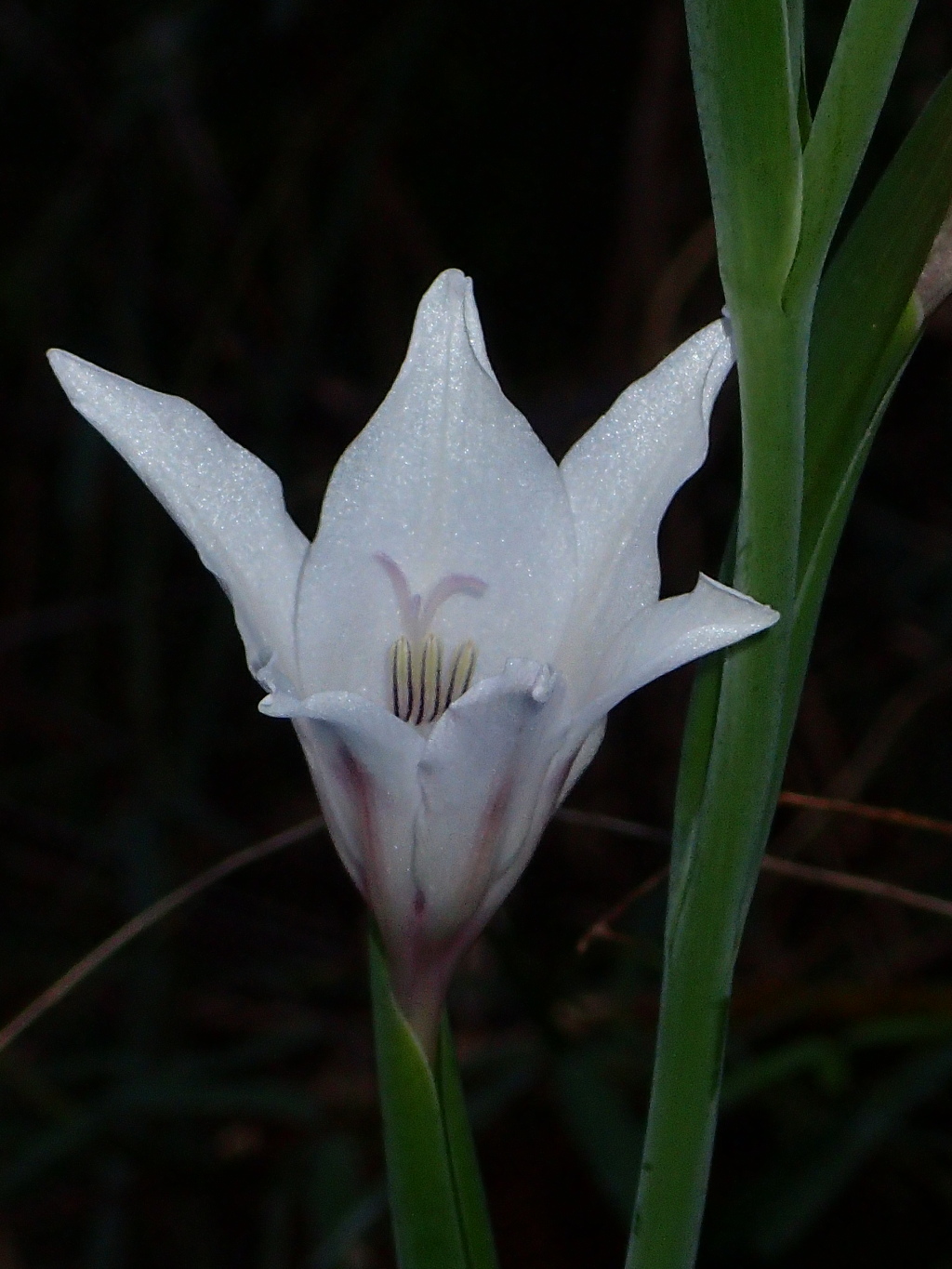Gladiolus carneus (hero image)