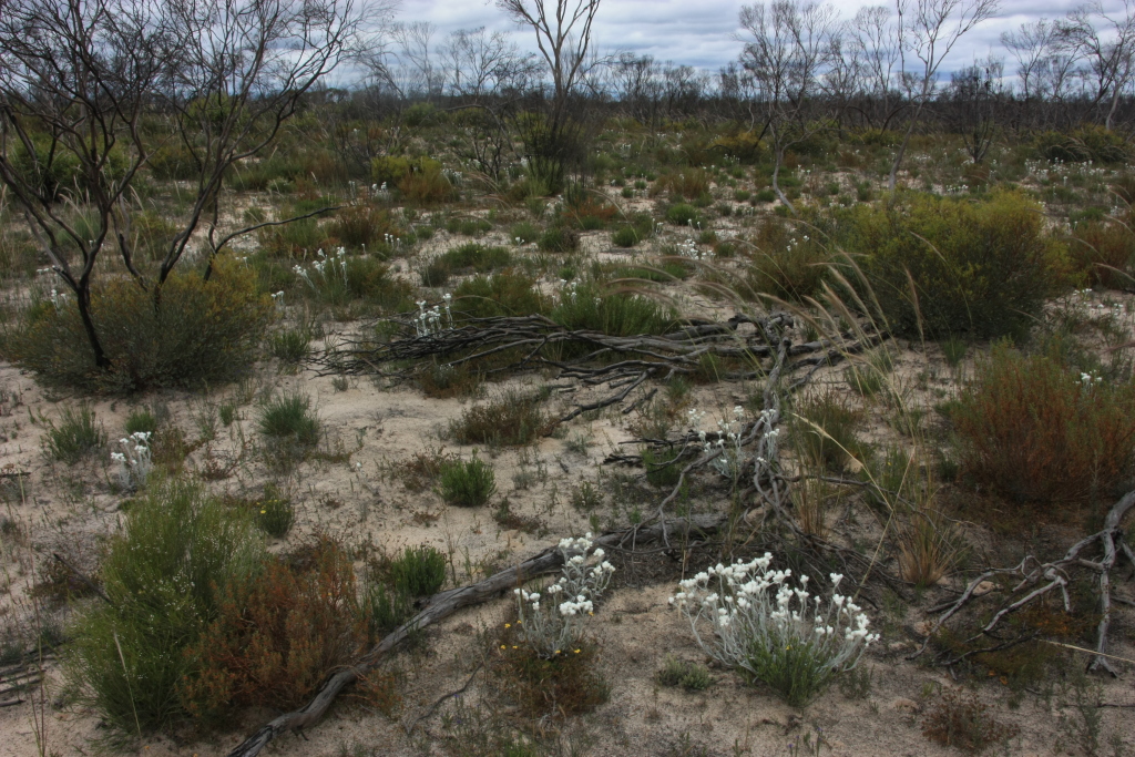 Argentipallium blandowskianum (hero image)