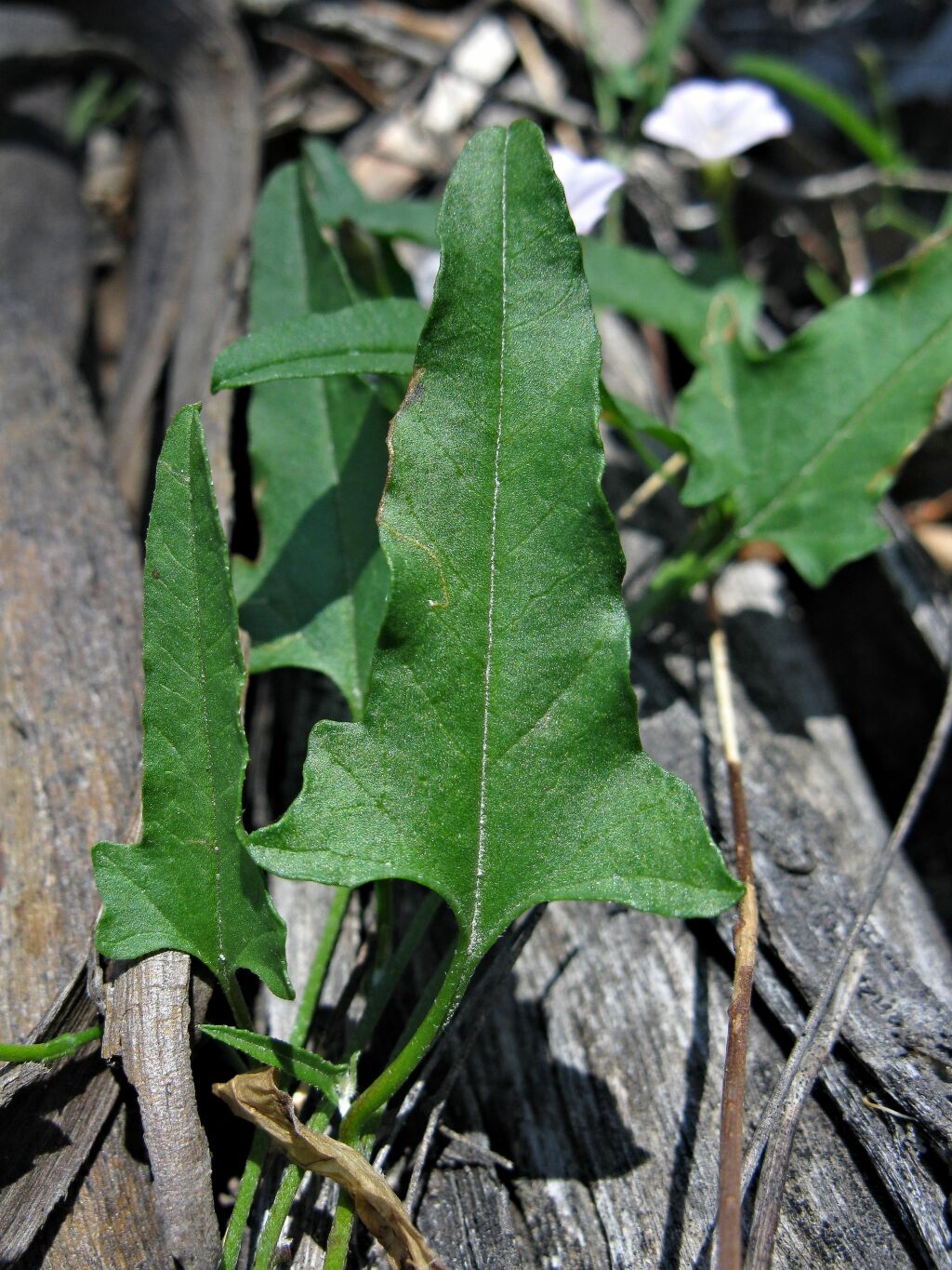 Convolvulus remotus (hero image)