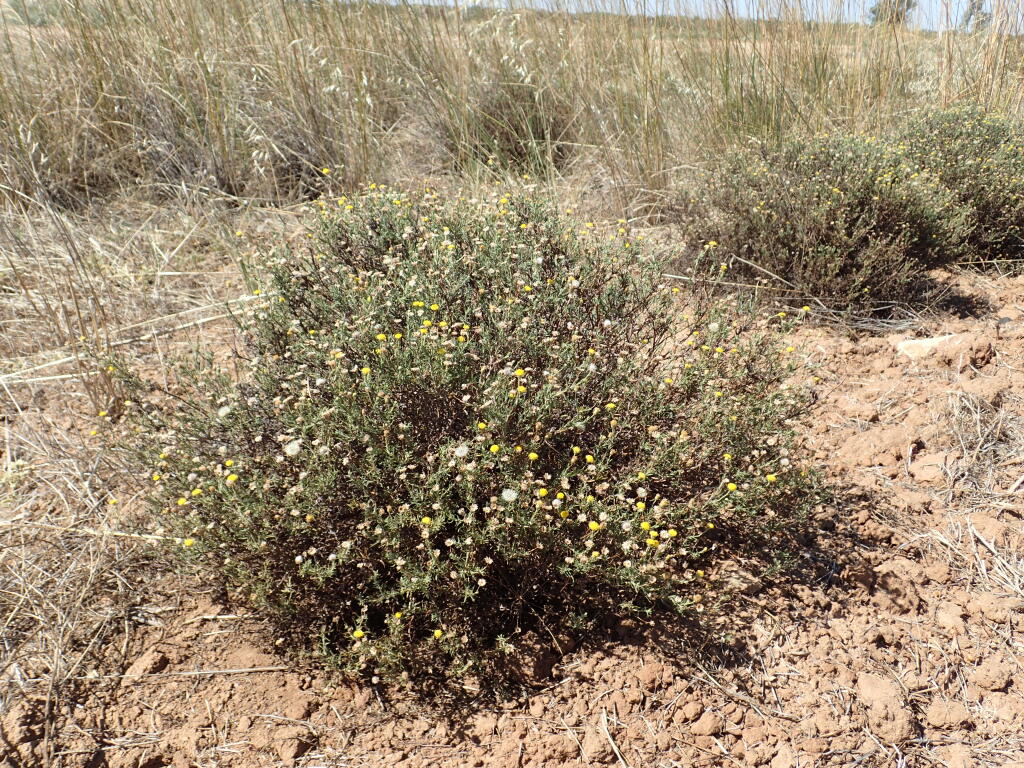 Leiocarpa panaetioides (hero image)