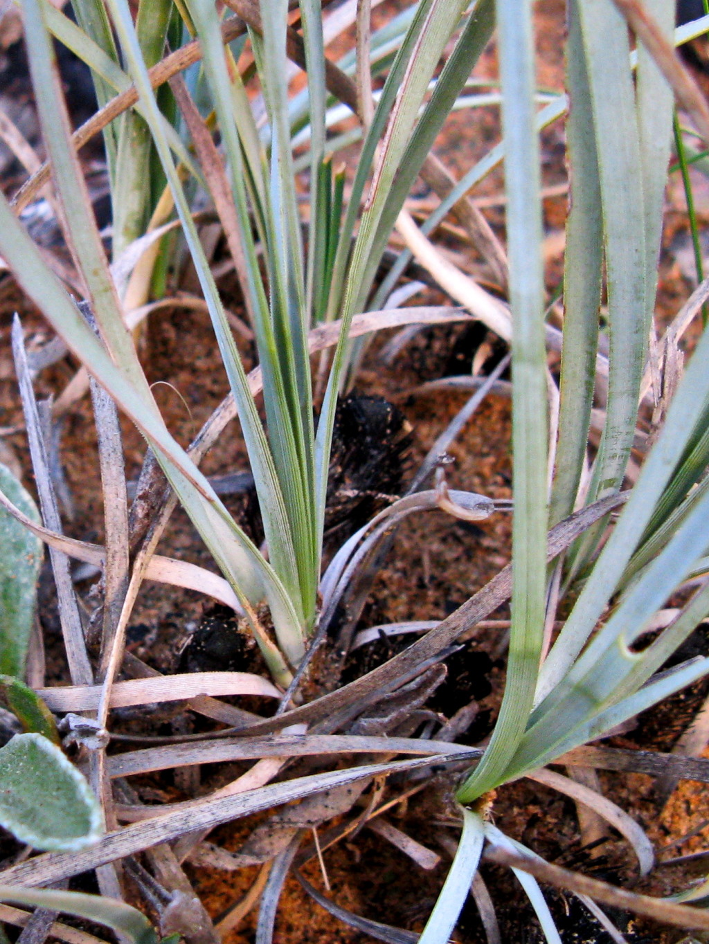 Lomandra effusa (hero image)