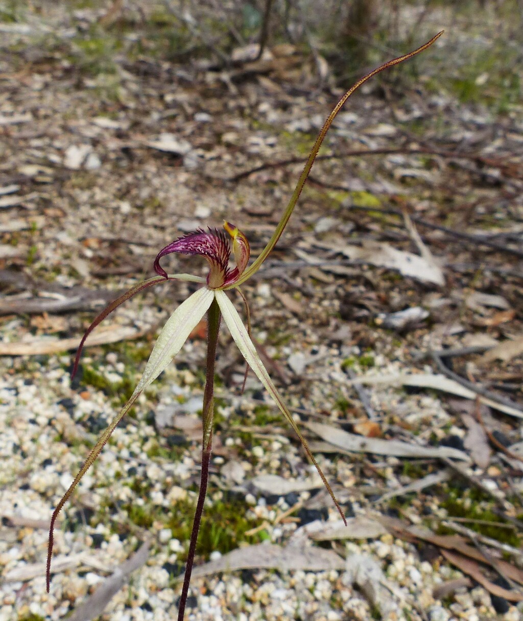 Caladenia pilotensis (hero image)