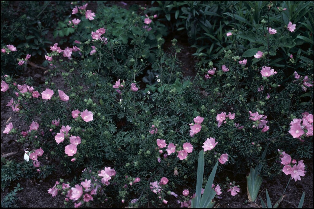 Malva moschata (hero image)