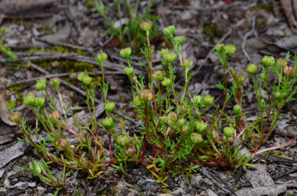 Brachyscome perpusilla (hero image)