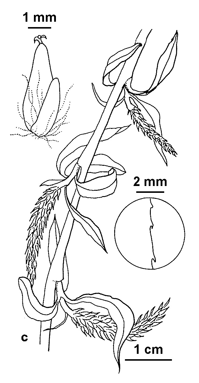 Salix ×pendulina (hero image)