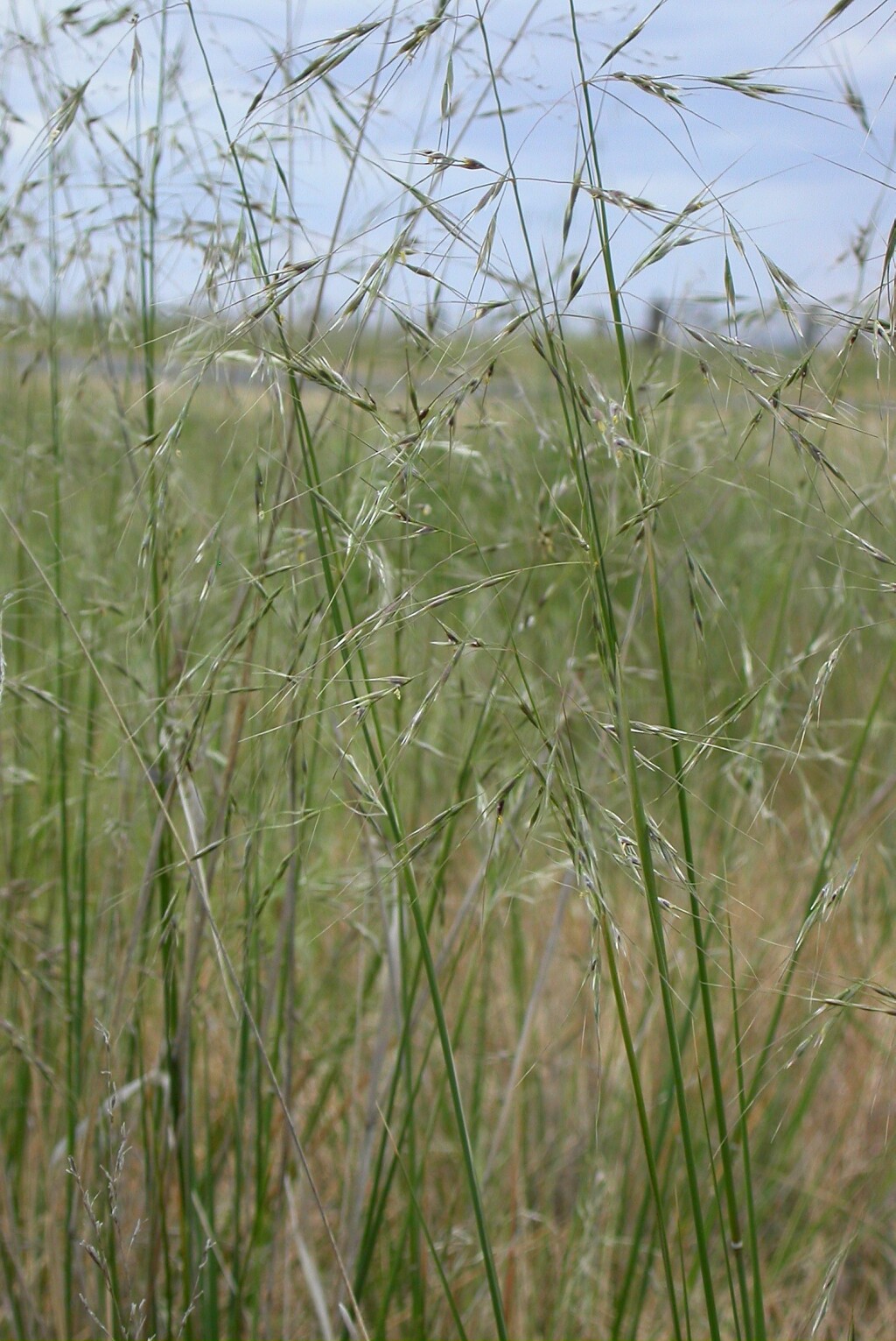 Austrostipa curticoma (hero image)
