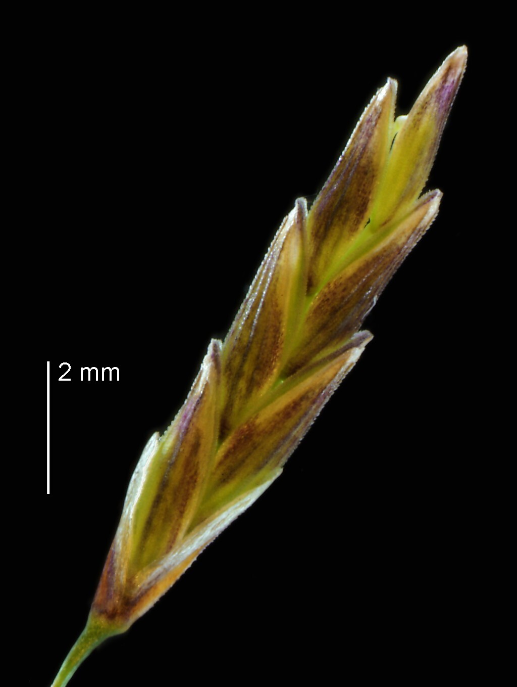 Glyceria maxima (hero image)