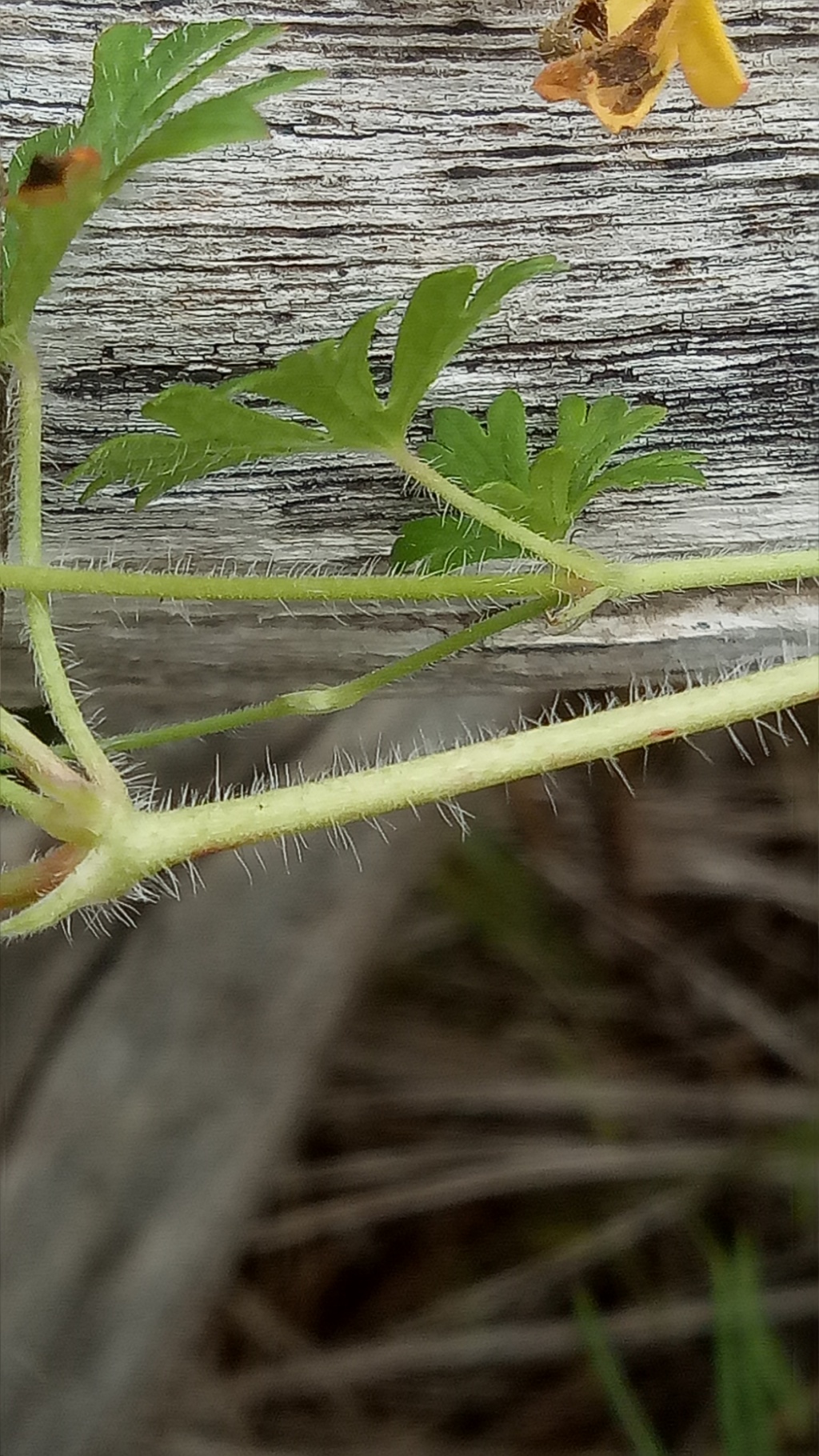 Geranium solanderi var. solanderi (hero image)