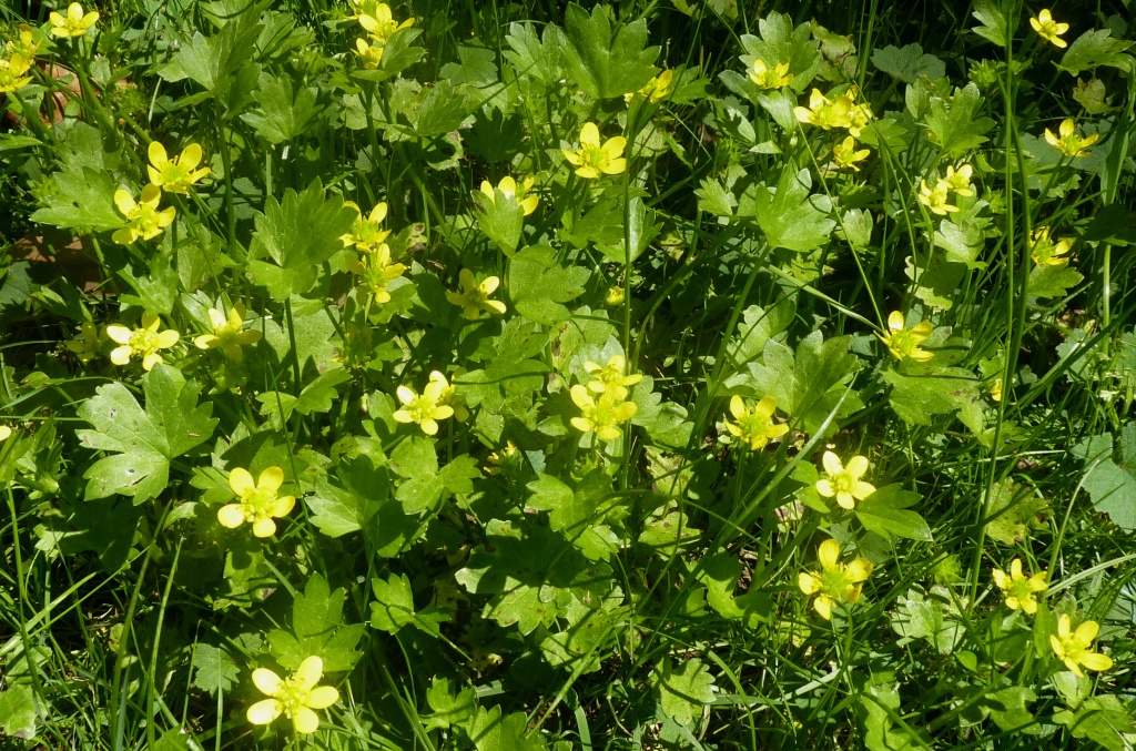 Ranunculus muricatus (hero image)